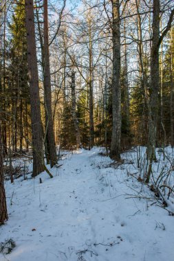 kış orman güzel doğal görünümü