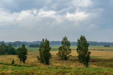 yaz çayır ağacı doğal görünümü
