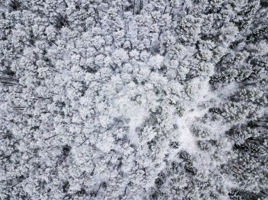 kışın karlı ağaçları ile orman alanının havadan görünümü