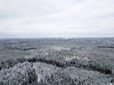 kışın karlı ağaçları ile orman alanının havadan görünümü