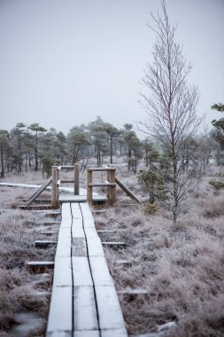 Bataklığı, Letonya'karlı Trail doğal görünümü 