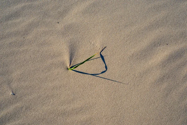 Sandstruktur Strand Der Ostsee — Stockfoto