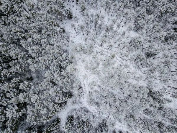 kışın karlı ağaçları ile orman alanının havadan görünümü