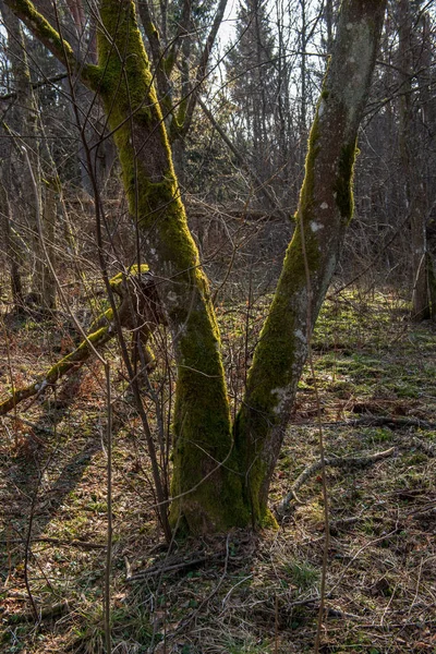 Malowniczy Widok Drzewa Łąka Lecie — Zdjęcie stockowe