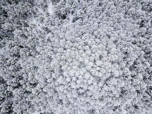 Luftaufnahme Von Waldgebiet Winter Mit Schneebedeckten Bäumen — Stockfoto