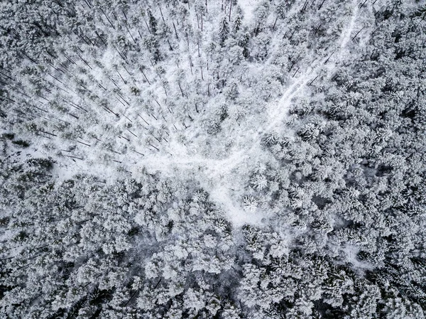 Luftaufnahme Von Waldgebiet Winter Mit Schneebedeckten Bäumen — Stockfoto