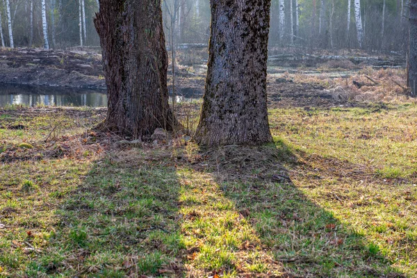 夏の草原でツリーの風光明媚なビュー — ストック写真