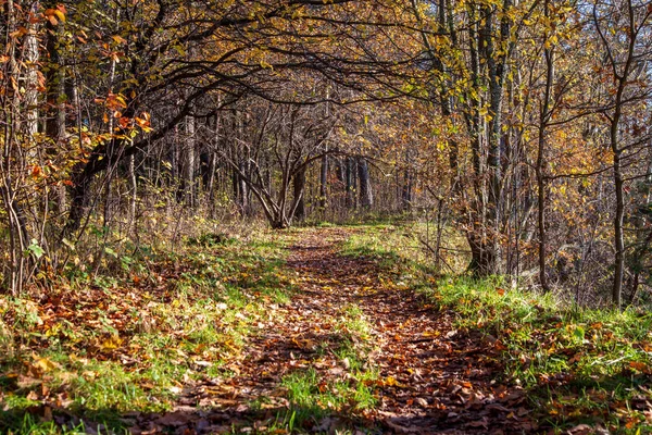 Näkymä Kauniiseen Syksyn Metsään — kuvapankkivalokuva