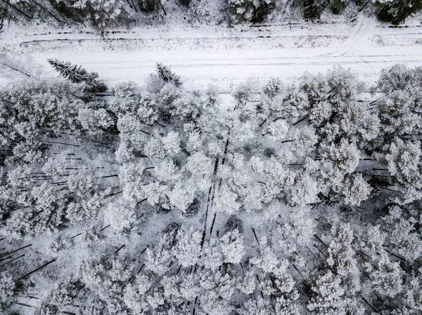 kışın karlı ağaçları ile orman alanının havadan görünümü