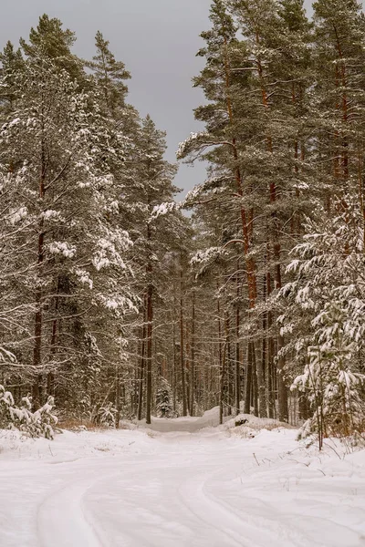 Téli Erdő Gyönyörű Festői Kilátással — Stock Fotó
