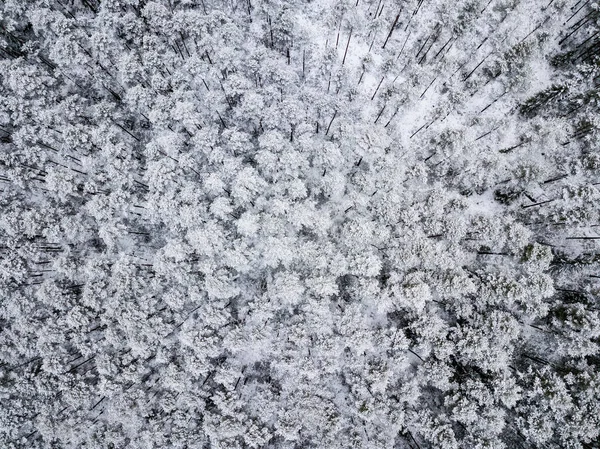 Vue Aérienne Zone Forestière Hiver Avec Des Arbres Enneigés — Photo