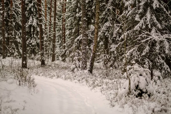 Bela Vista Panorâmica Floresta Inverno — Fotografia de Stock