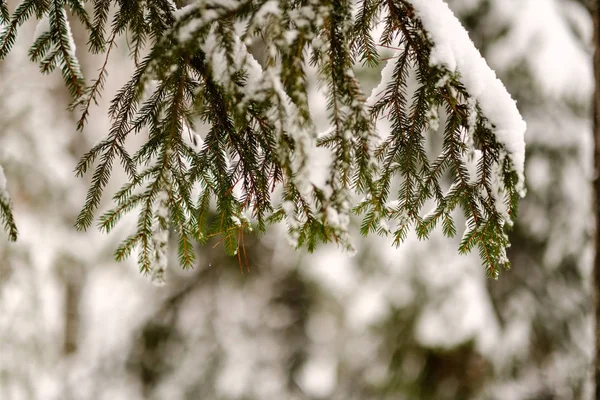 Красивий Мальовничий Вид Зимовий Ліс — стокове фото
