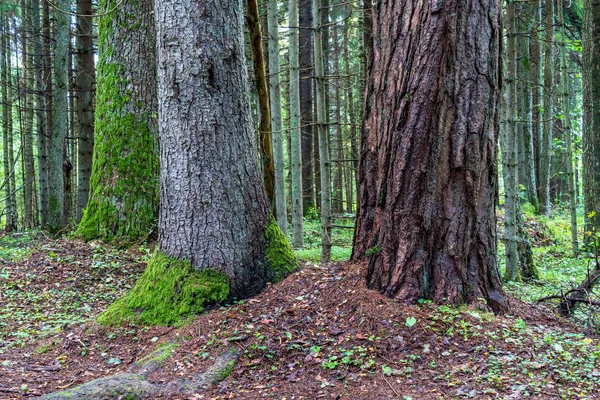 Yaz Çayır Ağacı Doğal Görünümü — Stok fotoğraf