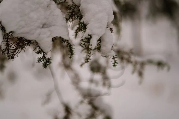 Красивый Живописный Вид Зимний Лес — стоковое фото
