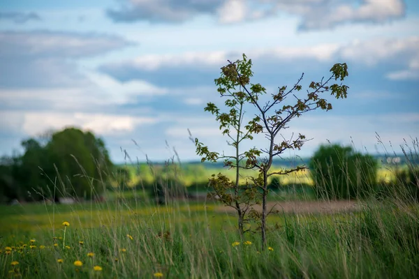 Vacker Utsikt Över Träd Äng Sommar — Stockfoto