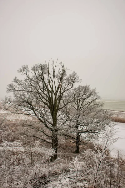 Hermosa Vista Panorámica Del Bosque Invierno —  Fotos de Stock