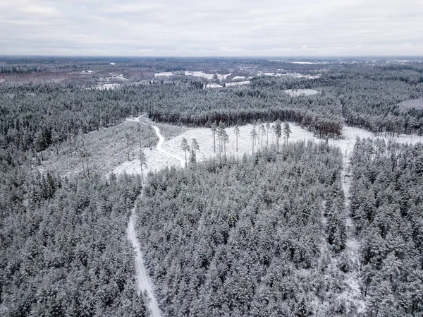 kışın karlı ağaçları ile orman alanının havadan görünümü