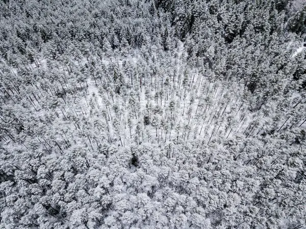 Luftaufnahme Von Waldgebiet Winter Mit Schneebedeckten Bäumen — Stockfoto