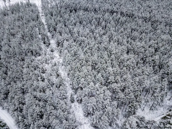 kışın karlı ağaçları ile orman alanının havadan görünümü