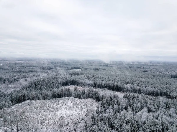 kışın karlı ağaçları ile orman alanının havadan görünümü