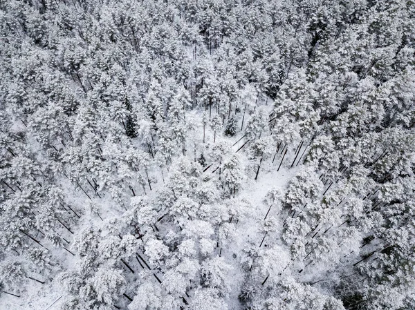 kışın karlı ağaçları ile orman alanının havadan görünümü