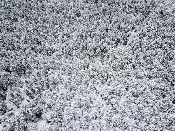 kışın karlı ağaçları ile orman alanının havadan görünümü