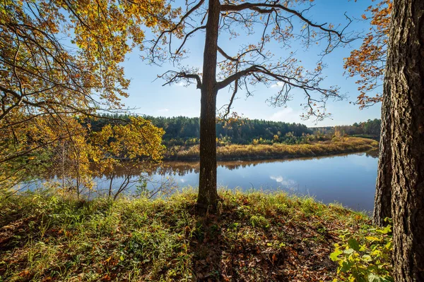 güzel sonbahar orman manzaralı görünüm