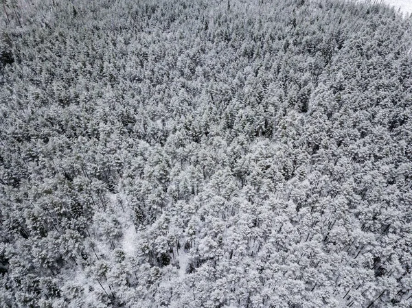 Luftaufnahme Von Waldgebiet Winter Mit Schneebedeckten Bäumen — Stockfoto