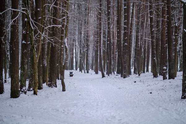 Bela Vista Panorâmica Floresta Inverno — Fotografia de Stock