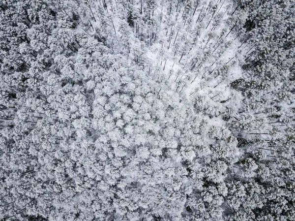 Vue Aérienne Zone Forestière Hiver Avec Des Arbres Enneigés — Photo