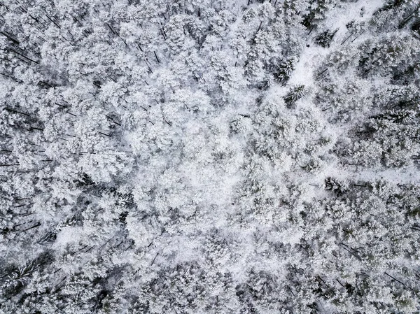 Luchtfoto Van Bosrijk Gebied Winter Met Besneeuwde Bomen — Stockfoto
