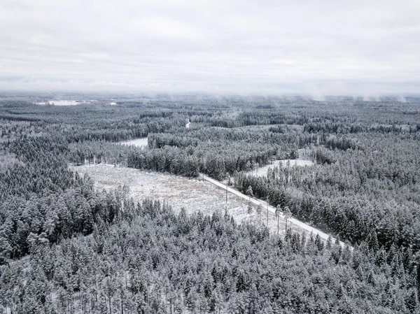 kışın karlı ağaçları ile orman alanının havadan görünümü