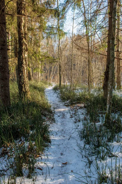 Téli Erdő Gyönyörű Festői Kilátással — Stock Fotó