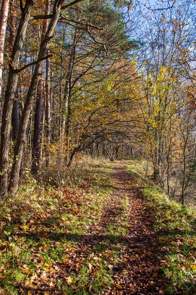 Vue Panoramique Belle Forêt Automne — Photo