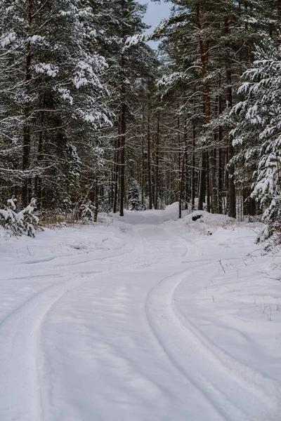 Kış Orman Güzel Doğal Görünümü — Stok fotoğraf