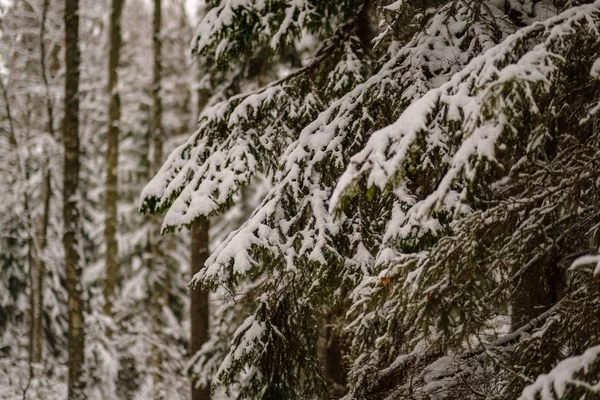 Hermosa Vista Panorámica Del Bosque Invierno — Foto de Stock