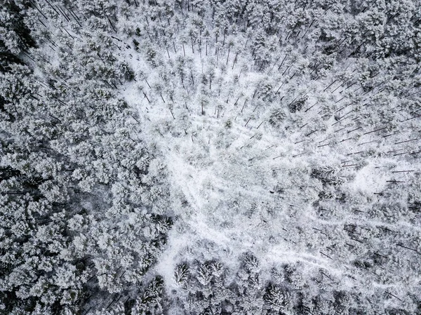 Luftaufnahme Von Waldgebiet Winter Mit Schneebedeckten Bäumen — Stockfoto