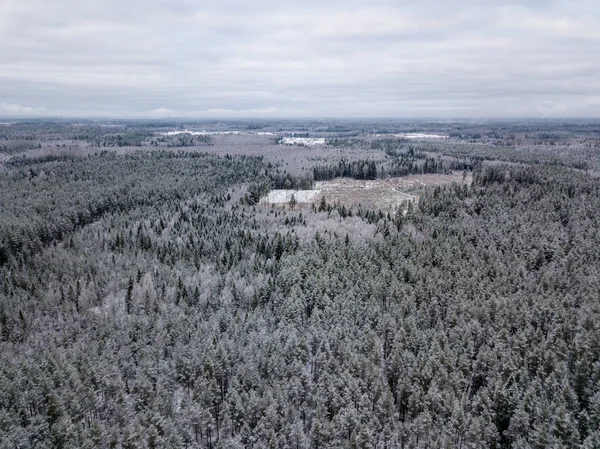 kışın karlı ağaçları ile orman alanının havadan görünümü
