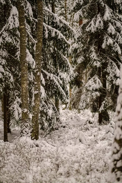 Bela Vista Panorâmica Floresta Inverno — Fotografia de Stock
