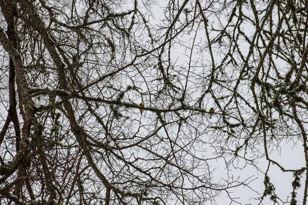 Belle Vue Panoramique Sur Forêt Hiver — Photo