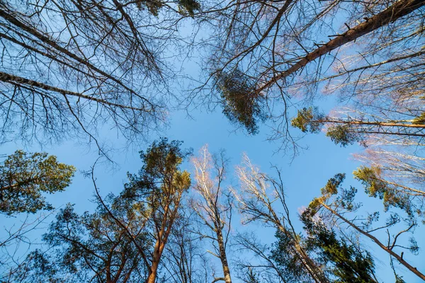 背景に冬の森と青空の下のビュー — ストック写真