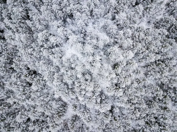 kışın karlı ağaçları ile orman alanının havadan görünümü