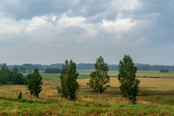 yaz çayır ağacı doğal görünümü