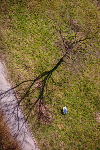 夏天草地上的树景 — 图库照片