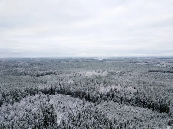 Vista Aérea Área Florestal Inverno Com Árvores Nevadas — Fotografia de Stock
