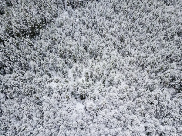 Luftaufnahme Von Waldgebiet Winter Mit Schneebedeckten Bäumen — Stockfoto