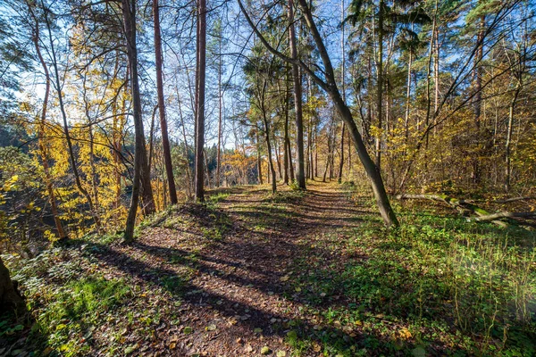 Vista Panorâmica Bela Floresta Outono — Fotografia de Stock