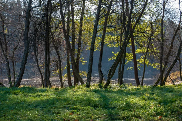 Festői Kilátás Nyílik Gyönyörű Őszi Erdőben — Stock Fotó