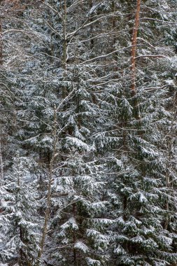 snowy orman manzaralı görünüm kış gününde